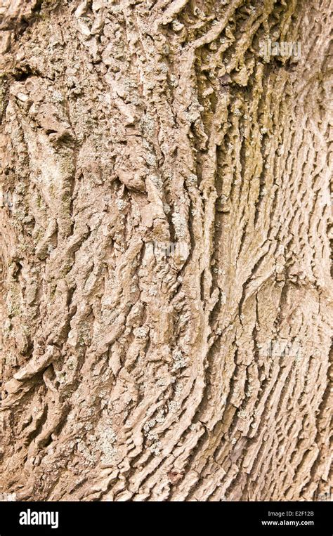 Walnut Tree Bark Pattern High Resolution Stock Photography and Images - Alamy