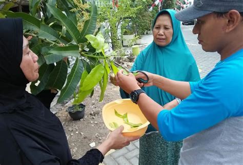 Manfaat Daun Mangga Muda untuk Kesehatan: Melawan Radikal Bebas dan Meningkatkan Kualitas Hidup ...