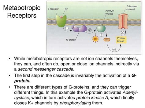 PPT - Synapses: Electro-Chemical Signalling and Decision Making PowerPoint Presentation - ID:4692707