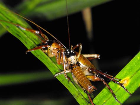 Weta - Puketi Forest Trust, Northland, New Zealand.