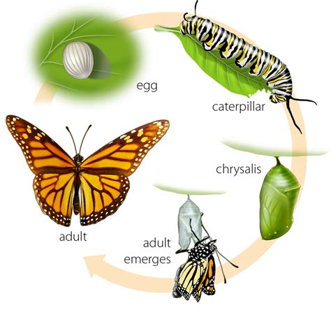 Caterpillar Into Butterfly PNG Transparent Caterpillar Into Butterfly.PNG Images. | PlusPNG