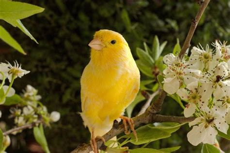 14 Types of Canary Bird Varieties & Colors (With Pictures) | Pet Keen