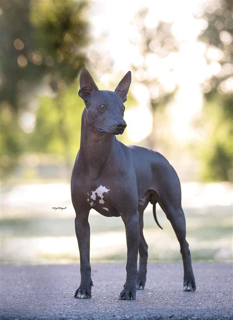 Xoloitzcuintli Puppies