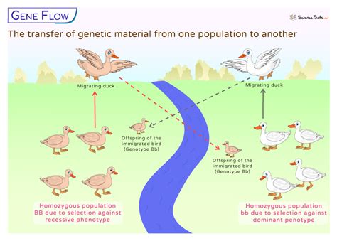 Gene Flow - Definition, Examples, and Diagram