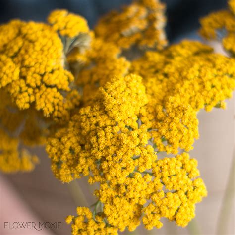 Yellow Yarrow | DIY Wedding Flowers | Flower Moxie