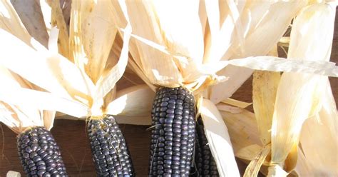 High Desert Home Garden: Hopi Blue Corn Harvest