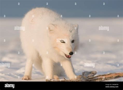 arctic fox Alopex lagopus adult in its winter coat travels the arctic ...