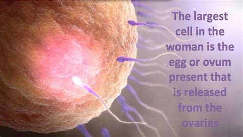 Largest cell in the woman - Scientific Animations