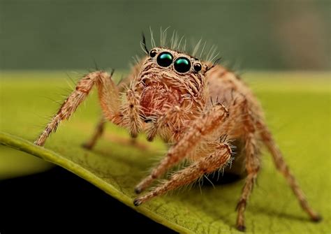 How To Take Awesome Spider Macro Photography With Micro 4/3 – M43 Photography