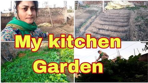 Punjabi Indian kitchen gardening vlog - YouTube