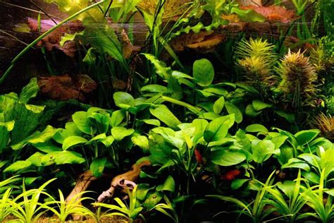 12 Types of Aquarium Plants with Pictures - Igra World