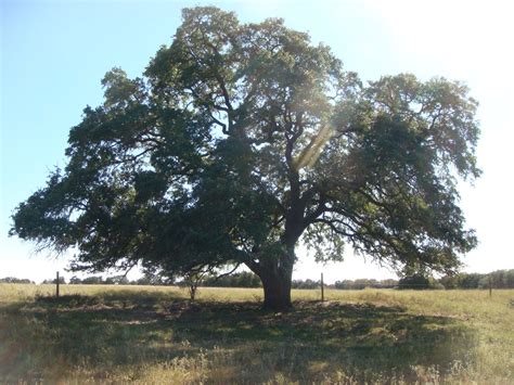 Speaking From The Ranch: Mighty Live Oak Trees