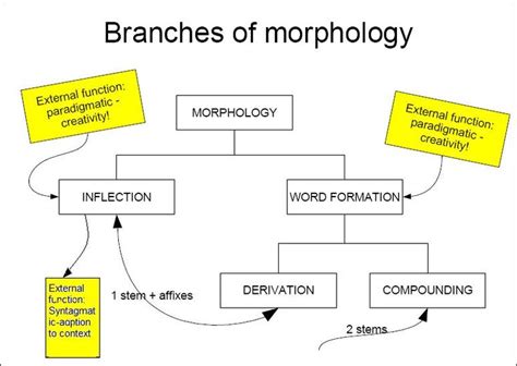 This morphology chart will help teachers understand the different ways to shows morphemes in ...