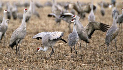 Dances with cranes | Washington State Magazine | Washington State University