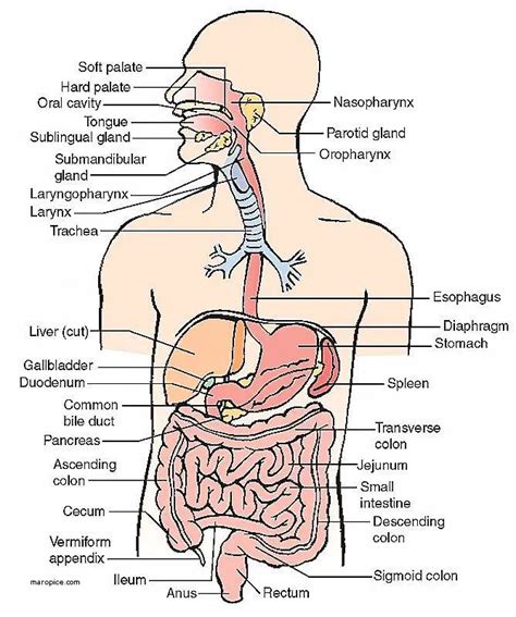 Respiratory system diagram