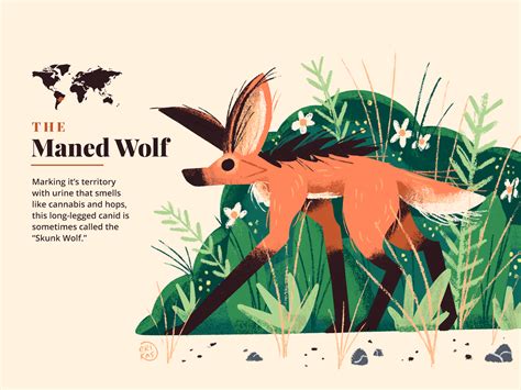 Maned Wolf | Maned wolf, Wolf illustration, Forest illustration