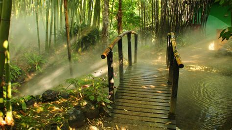 Wallpaper : sunlight, landscape, forest, nature, reflection, green, morning, jungle, bamboo ...