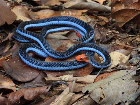 Are There Blue Snakes? 13 Blue Snakes in The World (with Pictures)