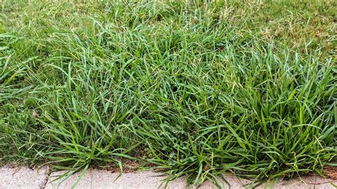 Identifying Dallisgrass and how to kill it | Weedex Lawn Care