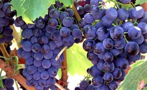 Garnatxa (Garnacha / Grenache) grape variety – Artoba Tours