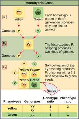 Lets Go Blog: THE PUNNETT SQUARE APPROACH FOR A MONOHYBRID CROSS... | Biology facts, Punnett ...