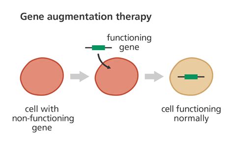 What is gene therapy? | Facts | yourgenome.org