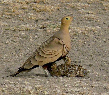 Indian Birds Photography: (delhibirdpix) Male Chestnut-bellied ...