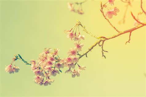 cherry blossom vintage and sotf light for natural background 19925722 Stock Photo at Vecteezy