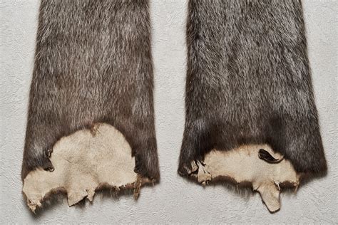 NUTRIA , COYPU LOT OF 2 TANNED FUR PELTS - SKIN, HIDE FOR SALE - REAL, DECOR, GENUINE - ST8691