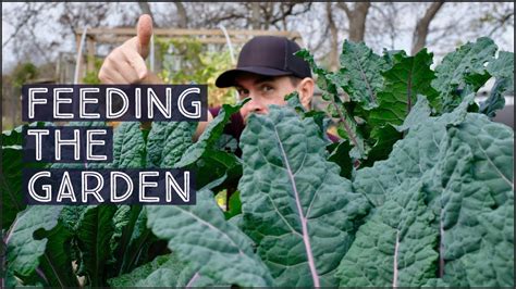 HOW TO FERTILIZE A VEGETABLE GARDEN | FOLIAR SPRAY METHOD - YouTube