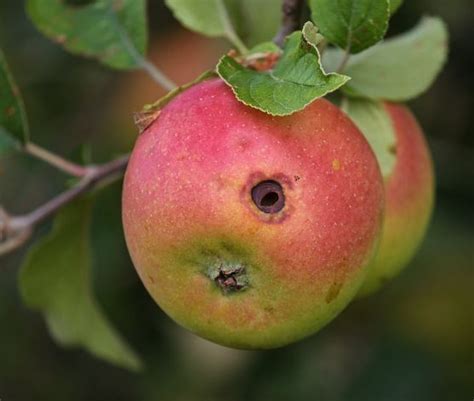 Apple Tree Pests: Complete Guide with Photos - Complete Gardering