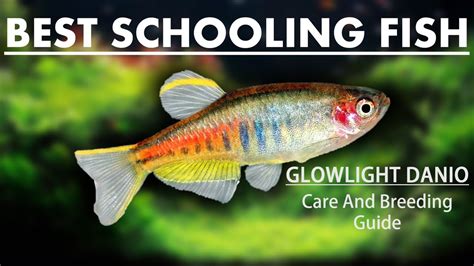 Glowlight Danios – Breeding & Care Guide- Best Freshwater Schooling Fish For Your Aquarium ...