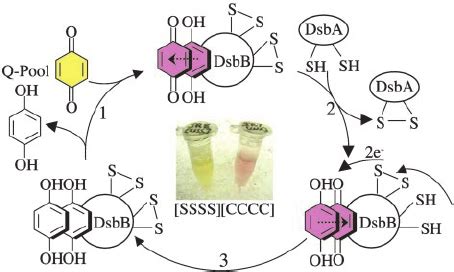 A working model for the reaction cycle for the quinone reductase... | Download Scientific Diagram