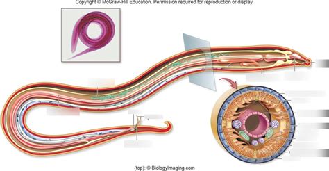 Nematoda Ascaris Anatomy