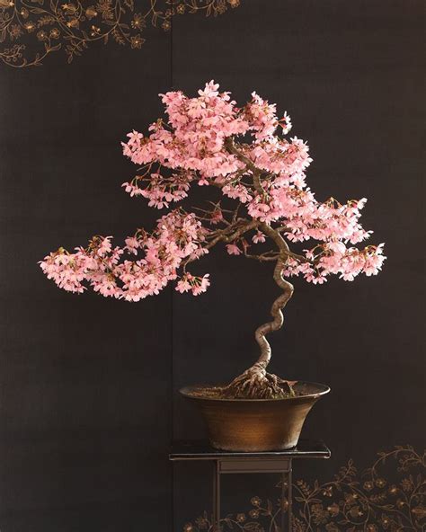 Cherry blossom bonsai tree, Indoor bonsai tree, Pink flowering trees