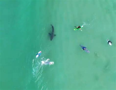 Surfers and kayakers' close encounter with Great White Shark