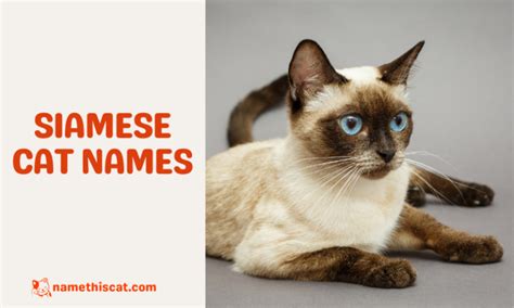 340 Siamese Cat Names (Male and Female Options) - Name This Cat - The Best Place for Everything ...