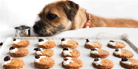 Christmas Pudding Homemade Dog Treats Recipe