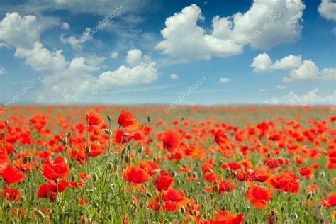 Summer poppy field landscape with blue sky and clouds Stock Photo by ©a_taiga 95979632