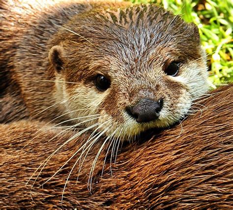 This very cute forest friend is the North American river otter (Lontra ...