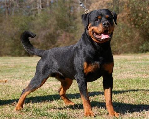 rottweiler | Dangerous dogs, Dog breeds, Rottweiler lovers