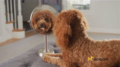 Embark Dog DNA Test TV Spot, 'Why?: $50' - iSpot.tv