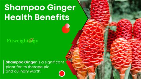 14 Health Benefits Of Shampoo Ginger Plant - Awapuhi (Zingiber zerumbet)