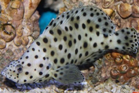 Panther Grouper (Cromileptes altivelis) Saltwater Fish For Sale