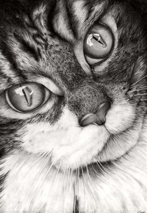 Imagen | Realistic cat drawing, Cat drawing, Animal drawings