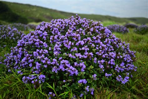 What Makes Neelakurinji Flower Bloom A True Spectacle In Munnar ...