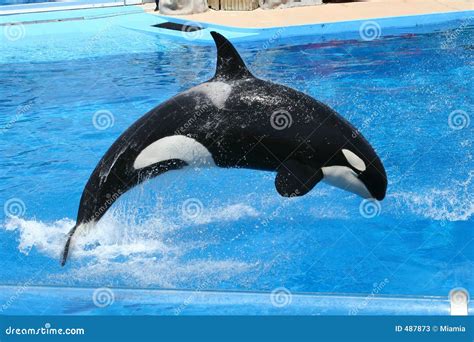 Jumping Orca Editorial Stock Photo - Image: 487873