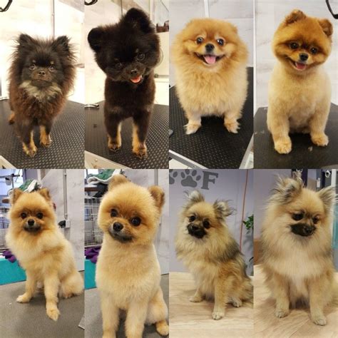 Some of my groomed pomeranians Pomeranian Breed, Cute Pomeranian ...