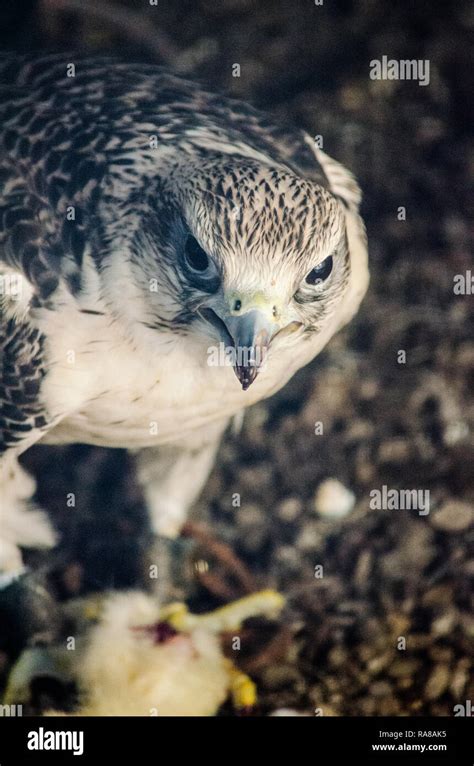 Owls and Birds of Prey Stock Photo - Alamy