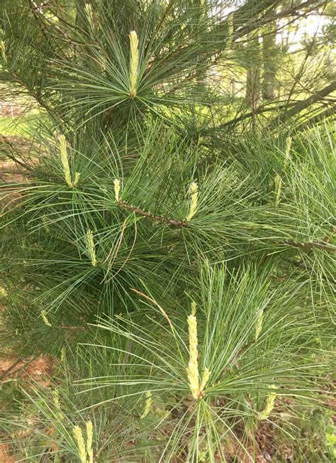 Fresh White Pine Needles for Tea Freshly Picked - Etsy